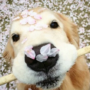 欧美男巨人激情Gay
